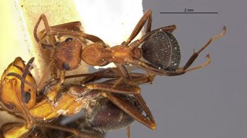 Media type: image;   Entomology 8884 Aspect: habitus dorsal view